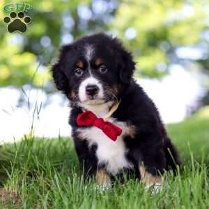 Grasshopper, Mini Bernedoodle Puppy